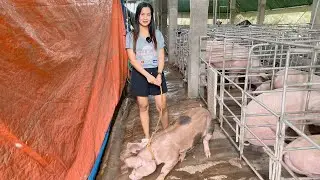 Pinaka maSwerteng baboy namin (Ang dami nyang CHICKS) Hanggang AMOY lang muna// Mahiyain pa si TOMI