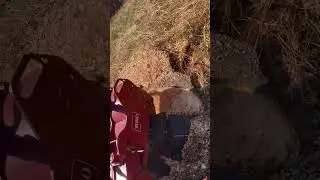 Toro stx-26 stump grinder vs. massive stump #shorts #stumpgrinder