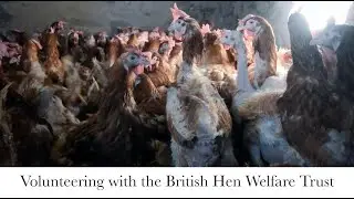A day volunteering with BHWT