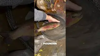 GIANT Trout In Shallow Water #fishing #trout