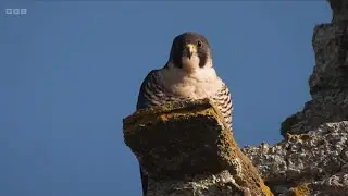 Compilation of the Peregrine Nest at Corfe Castle, Dorset | Springwatch 2024