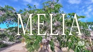 Melia, el arbol que no debe faltar en tu jardín.