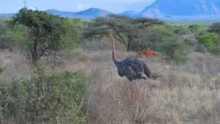 Somali Ostrich (Struthio molybdophanes) female walking - Samburu NR (Kenya) 9-9-2025