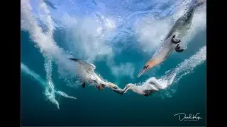 Photographing Diving Gannets