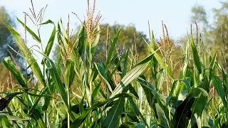 Maize Farming ( मक्के की खेती) 2  In Baatein Kheti Ki - On Green TV