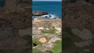 African Rock Rabbit roams rocky terrain #shorts #wildlife