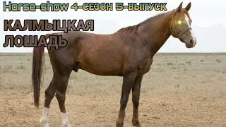 🐴Horse-Show🐴 4-СЕЗОН 5-ВЫПУСК (КАЛМЫЦКАЯ ЛОШАДЬ) 