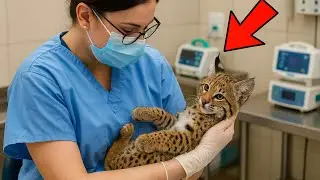 Jasper the Bobcat Rescue: From Brink of Death to Unbreakable Bond #bobcat #bobcatstories