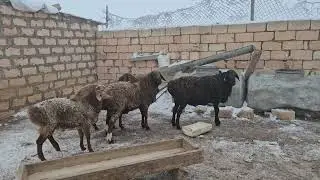 Қойларға шөп шаштық | Тұман