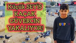 KAÇAK DÖNEK GÜVERCİN YAKALADIK ATTIK GİTMEDİ ! KÜÇÜK SEYİS
