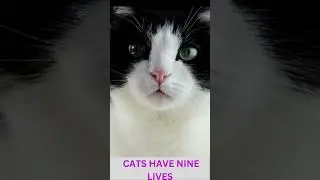 Myths about cats #shorts #trending #cat #myths