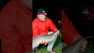 Chicken Blood dip! #fishing #shorts #catfish