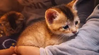 Cute Kittens Playing With My Daughter | Kittens Video | Cat Video | Animal Video | Cute Cat |Kittens
