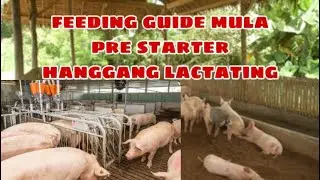Ano ang feeding guide mula pre starter hanggang lactating sa mga dumalagang baboy | Ryan Patenio
