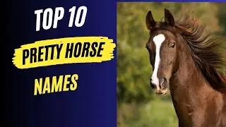 Top 10 Pretty Horse Names You&rsquo;ll Love 1