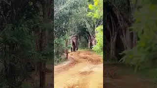 Why Elephants Look Different When They&rsquo;re Truly Free 🐘🕊️ #elephantconservation #elephant #travel
