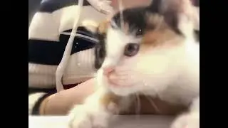 #cats #cat #catlover #catvideos #catshorts #catsoftiktok #petcommunity #puppylife #puppies
