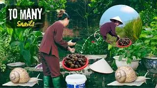 Harvesting Snails and Breeding Cows | Daily Life in Village VietNam