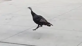 Buck, doe, geese, turkeys