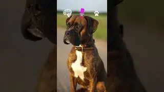 Dogs with Unique Coat Colors 🐕🎨 (Nature&rsquo;s Palette) #dogfacts