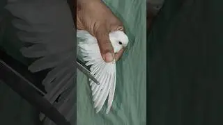How to cut bird feathers #birds #parrot #budiges #shorts# how to cut bird wings
