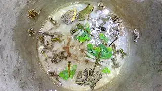 CATCHING  FUNNY FROGS, DRAGON FLY, CRABS OF TAKE IN BUCKET FOR FUNNY WITH NIGHT MAN EP16