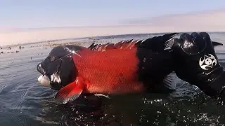 California Sheephead harvest - lucky shot