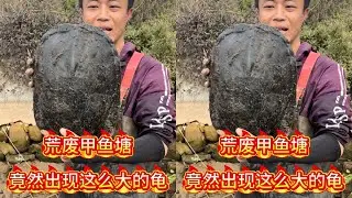 花500元包下荒废的甲鱼塘，没想到竟然出现10多斤的龟？