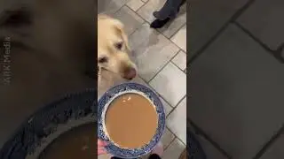 Dog Drinks Cup Of Tea