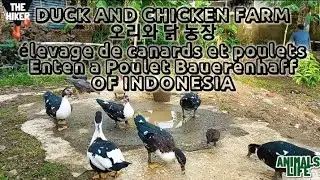 farmees indonesia, farming, duck farm modern, village in indonesia #village #ambient #soundanimals