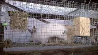 How a Rabbit Builds a Nest: Part 1 Hay Gathering