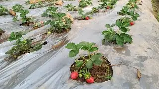 Friends strawberry fruits you can grow in Goa | konkani #farminglife