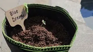 2 weeks later! STRNG Seeds Growth Update - Are they really worth it? (See Results!)