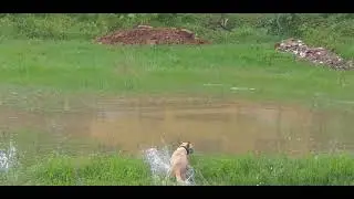 #Race #labrador #vs #localdog #mangalore #water #raining #karnataka #dakshinakannada #kudla #maikala