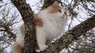 Spring Fever Hit the Cats Early 💕| Jan the Orange Cat 🐾