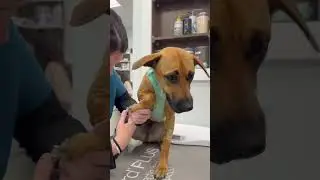 Make Cora go viral! 😍 #dog #puppy #viral #puppies #animals #pets #vetmed #vetlife