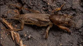 Sounds Insects cry 