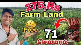 275 Rs Farm land low price Farm Landv In Acharapakkam Farm Agriculture land for Sale in Chengalpattu