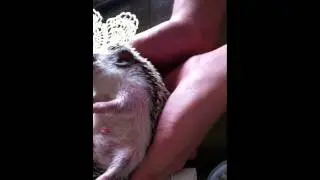 quillis bathtime