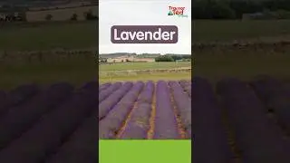 Lavender On The Farm 🪻 Tractor Ted Shorts #shorts #tractorsforkids #lavenderfields