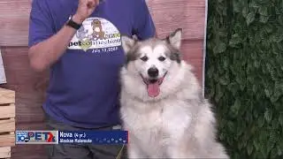 Pet Connection Nova 7-24-25