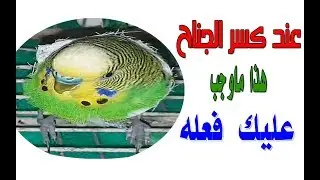 كيف نعالج كسر الجناح لطائر البادجي - How To Treat A Broken Bird Wing- A sick bird