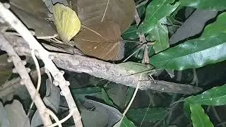 Acoustic and vibrational signaling in Katydid (Mecopoda)
