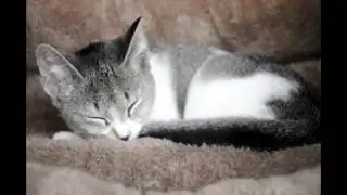 Deer, the kitten abandoned due to birth defects gets new chance at life!