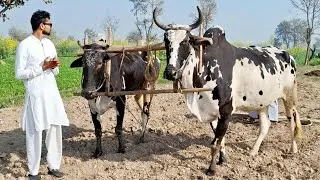 Powerful Big bull leveling the field with ancient and old tools and techniques | Traditional punjab