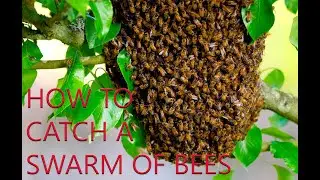 How To Catch A Honey Bee Swarm 2021