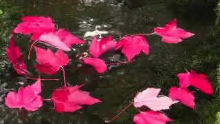 Sahalie Falls - Oregon Oct 12 2013  1080p HD