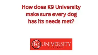 How K9 University Meets Every Dog&rsquo;s Unique Needs | K9 University Chicago