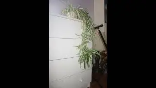 Spider plant breathing timelapse
