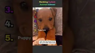 Cute & Funny Animal Videos 🐶🐱 | FloofyFriends #Shorts #cat #cute #funny #animals #funnyanimals